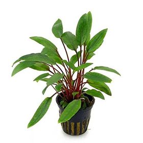 Cryptocoryne Beckettii Saksı Canlı Bitki