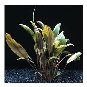 Cryptocoryne Mioya Saksı Canlı Bitki