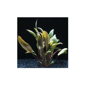 Cryptocoryne Mioya Saksı Canlı Bitki