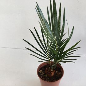 Cycas Revoluta (Japon Palmiyesi)