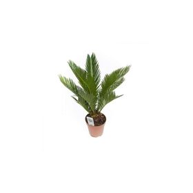 Cycas Revoluta (Japon Palmiyesi)
