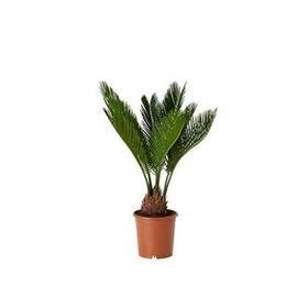 Cycas Revoluta (Japon Palmiyesi)