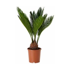Cycas Revoluta (Japon Palmiyesi)