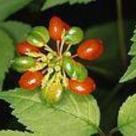 Defne Doğa 20 ml Ginseng Yağı