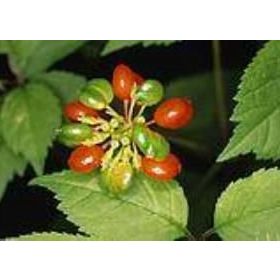 Defne Doğa 20 ml Ginseng Yağı