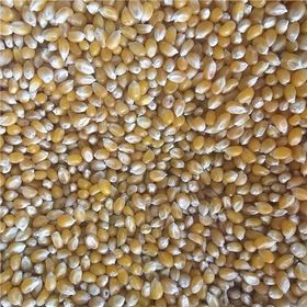 Değirmenim 500 gr Patlamış Mısır