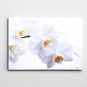 Dekolata Beyaz Çiçekler 40x60 cm Kanvas Tablo