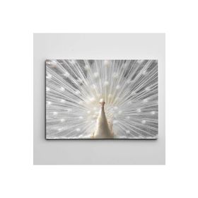 Dekolata Beyaz Tavus Kuşu 85x120 cm Kanvas Tablo