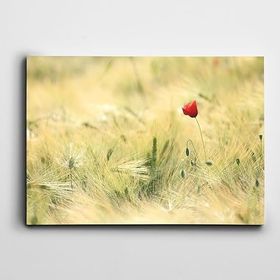 Dekolata Haşhaş 20x30 cm Kanvas Tablo