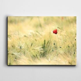 Dekolata Haşhaş 70x100 cm Kanvas Tablo