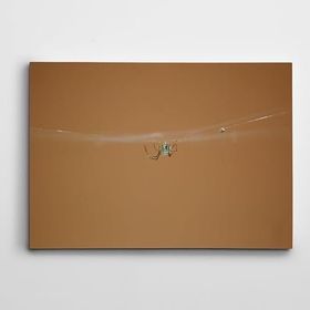 Dekolata Örümcek 50x70 cm Kanvas Tablo
