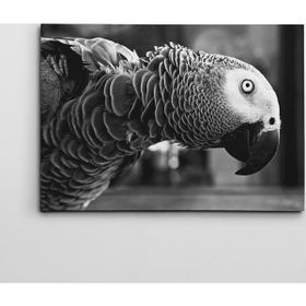 Dekolata Papagan 40x60 cm Kanvas Tablo