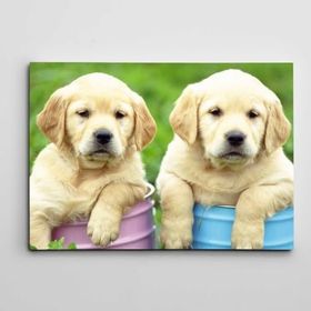Dekolata Renkli Kovalarda Sevimli Köpekler 40x60 cm Kanvas Tablo