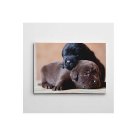 Dekolata Renkli Kovalarda Sevimli Köpekler 60x85 cm Kanvas Tablo