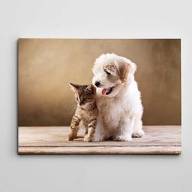 Dekolata Sevimli Kaniş Ve Yavru Kedi 30x40 cm Kanvas Tablo