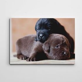 Dekolata Sevimli Köpekler 40x60 cm Kanvas Tablo