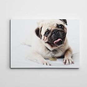 Dekolata Sevimli Pug 70x100 cm Kanvas Tablo