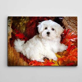 Dekolata Sevimli Terier 60x85 cm Kanvas Tablo