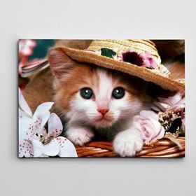 Dekolata Sevimli Yavru Kedi 60x85 cm Kanvas Tablo