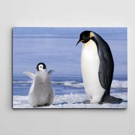 Dekolata Sevimli Yavru Penguen 35x50 cm Kanvas Tablo
