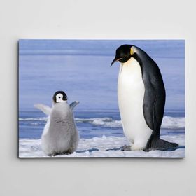 Dekolata Sevimli Yavru Penguen 50x70 cm Kanvas Tablo