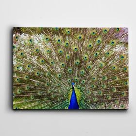 Dekolata Tavus Kuşu 70x100 cm Kanvas Tablo