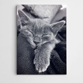 Dekolata Uyuyan Kedi 140x200 cm Kanvas Tablo