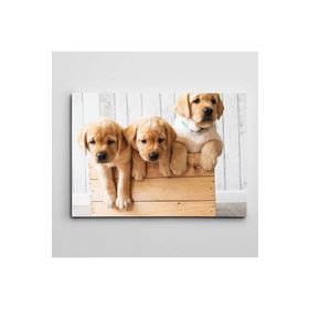 Dekolata VK5234-13478 Sandıkta Sevimli Köpekler 25x35 cm Kanvas Tablo