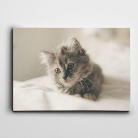 Dekolata Yavru Kedi 25x35 cm Kanvas Tablo