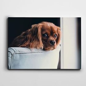 Dekolata Yavru Köpek 35x50 cm Kanvas Tablo