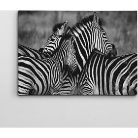Dekolata Zebralar 50x70 cm Kanvas Tablo