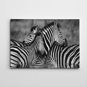 Dekolata Zebralar 50x70 cm Kanvas Tablo