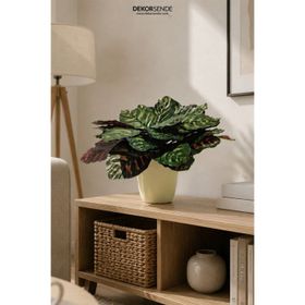 Dekorsende 30 cm Büyük Calethea Demeti Yapay Bitki
