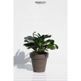Dekorsende 30 cm Calethea Demeti Yapay Bitki