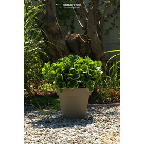 Dekorsende 35 cm Yapay Peperomya Demeti