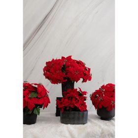Dekorsende 35 cm Yapay Ponsetya Demeti