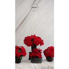 Dekorsende 35 cm Yapay Ponsetya Demeti
