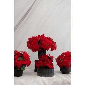 Dekorsende 35 cm Yapay Ponsetya Demeti