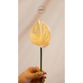 Dekorsende 40 cm Canlı Dokunuş Krem Antoryum Çiçeği Yapay Bitki
