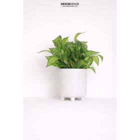 Dekorsende 40 cm Yapay Maranta Demeti