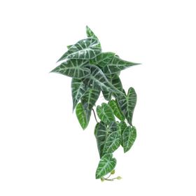 Dekorsende 55 cm Caladium Sarmaşık Demeti Yapay Bitki
