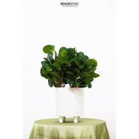 Dekorsende Yeşil 40 cm Yapay Su Teresi Demeti