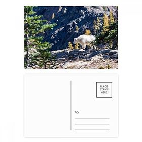 Dıythinker 14x9 cm 20 Adet Renkli Beyaz Ayı Orman Bilim Doğa Kartpostal Seti