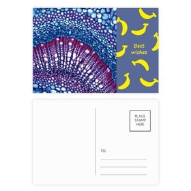 Dıythinker 14x9 cm 20 Adet Renkli Bitki Bilim Hücresi Mikrokozmik Desen Muz Kartpostal Seti