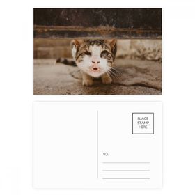 Dıythinker 14x9 cm 20 Adet Renkli Hayvan Komik Kedi Fotoğraf Çekimi Kartpostal Seti