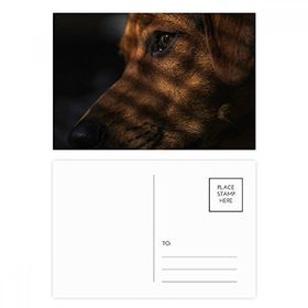 Dıythinker 14x9 cm 20 Adet Renkli Köpek Evcil Hayvan Duygusal Resim Kartpostal Seti
