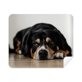 Dıythinker 2 Adet Süet Kumaş Köpek Evcil Hayvan Fotoğraf Zemin Resmi Telefon Ekran Temizleyici ve Gözlük Temizleme Bezi