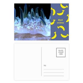Dıythinker 20 Adet 14x9 cm Renkli Okyanus Mavi Deniz Anası Bilim Doğa Muz Kartpostal Seti