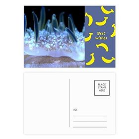 Dıythinker 20 Adet 14x9 cm Renkli Okyanus Mavi Deniz Anası Bilim Doğa Muz Kartpostal Seti