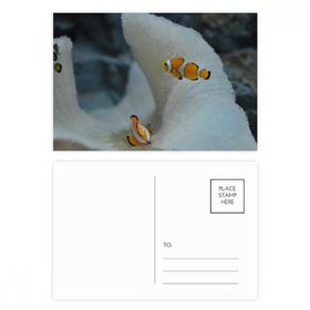 Dıythinker 20 Adet 14x9 cm Renkli Okyanus Palyaço Balık Bilim Doğa Resim Kartpostal Seti